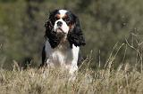 CAVALIER KING CHARLES 282